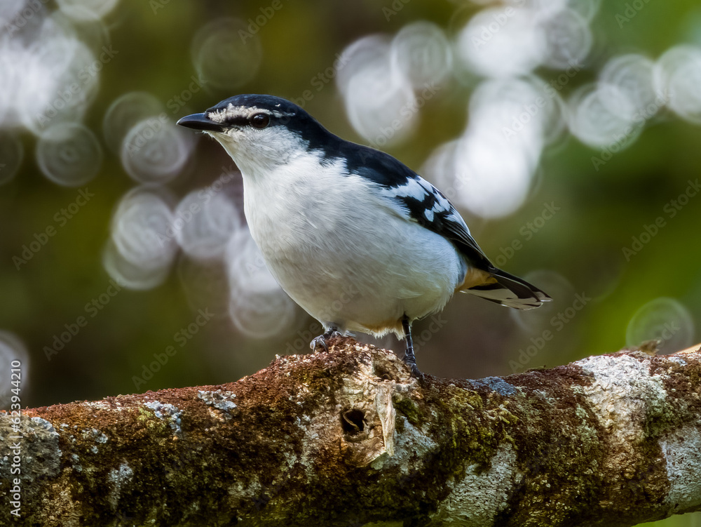 Obraz premium Varied Triller in Queensland Australia