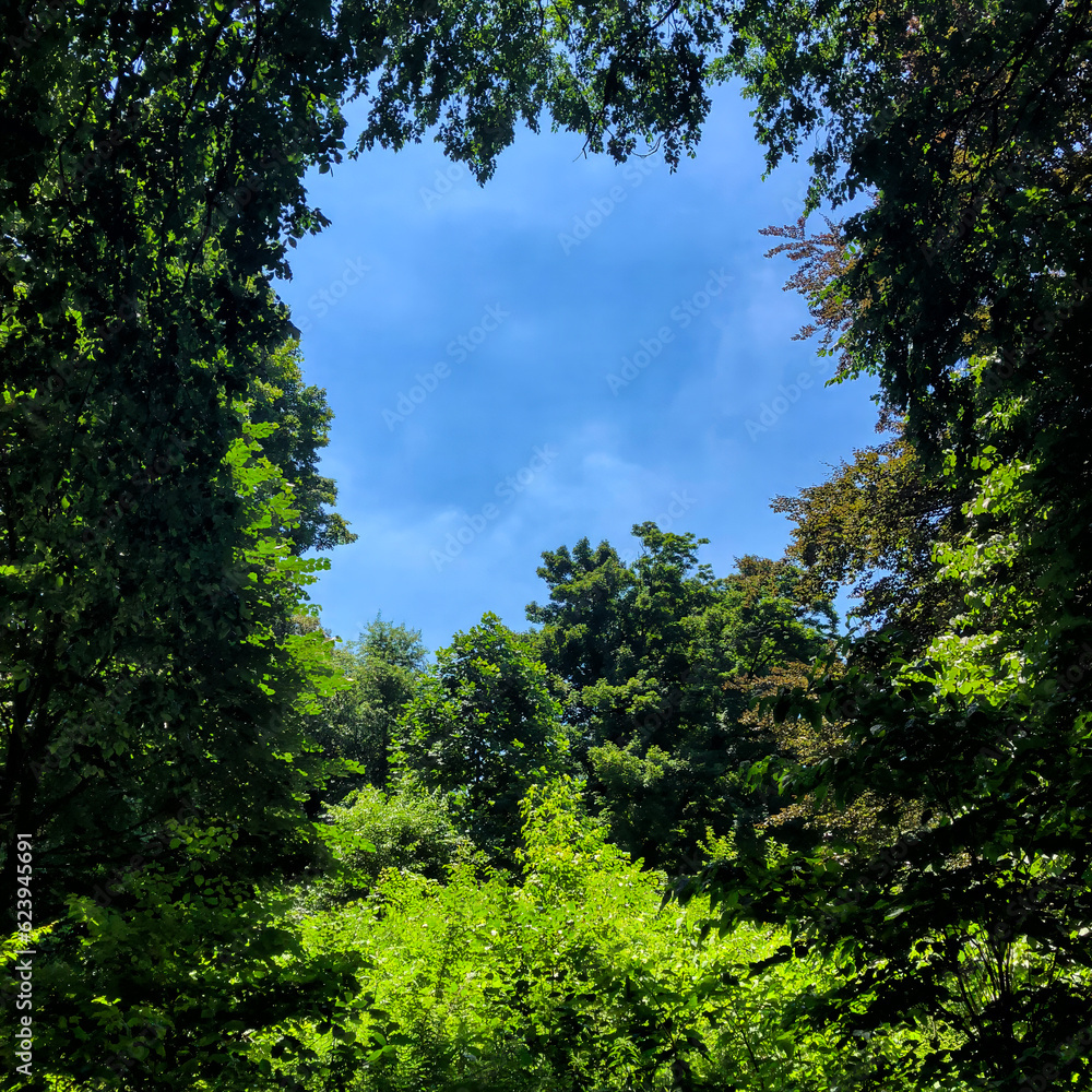 Patch of blue sky between the trees Patch of blue sky between the trees
