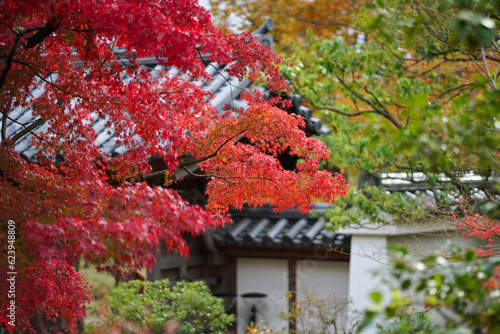 Fotografie Fresh colored maple leaves in autumn inside the garden of a traditional house in Japan