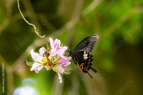 Japanese black butterfly Common Mormon Swallowtail