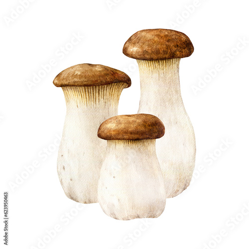 King trumpet mushroom group. Watercolor painted illustration. Hand drawn Pleurotus eryngii fungus. Edible fresh king oyster mushroom group element. Tasty fungus isolated on white background
