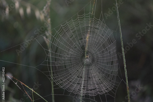 silver shining spiderweb in a meadow