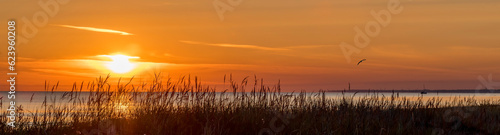 Sunset over a sandy beach of the Baltic Sea  selective focus on the reeds