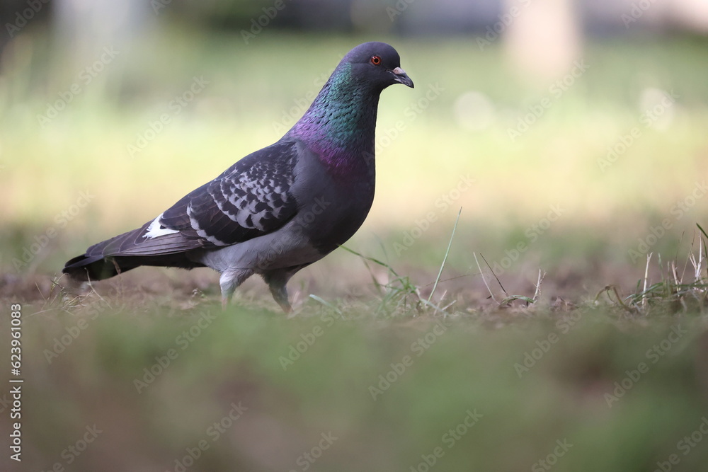 beautiful feral pigeon sitting on the lawn beautiful feral pigeon sitting on the lawn