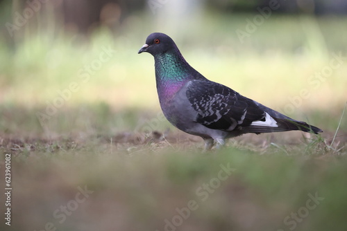 beautiful feral pigeon sitting on the lawn © Mipa Photo