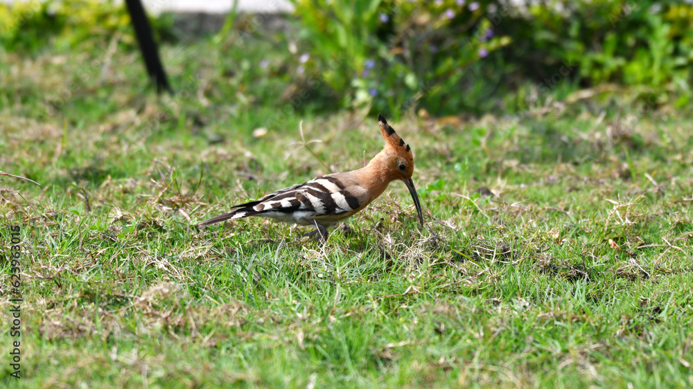 The Hoopoe's Quest for Ground-Bound Insects The Hoopoe's Quest for Ground-Bound Insects