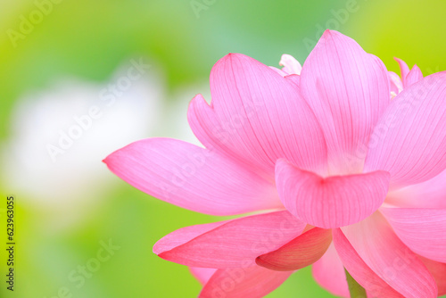 夏の早朝にピンク色の大きな花を咲かせる蓮