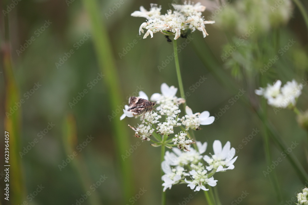 Tyta luctuosa or four-spotted moth feeding on a white laceweed flower Tyta luctuosa or four-spotted moth feeding on a white laceweed flower