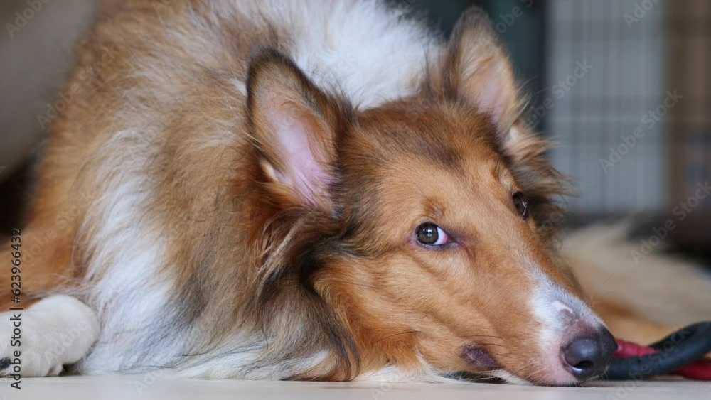 Cute rough collie dog lying on ground and looking at camera with black eyes, alert dog at home, 4k slow motion footage. Cute rough collie dog lying on ground and looking at camera with black eyes, alert dog at home, 4k slow motion footage.
