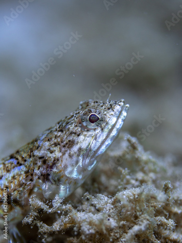 Lizardfish underwater shooting in ocean of Philippines