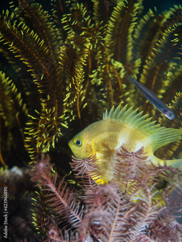 Fototapeta Naklejka Na Ścianę i Meble -  Golden damselfish swimming among spirobranchus giganteus