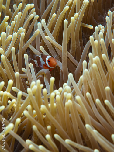 Clownfish peeking out from anemone reef in Philippine sea