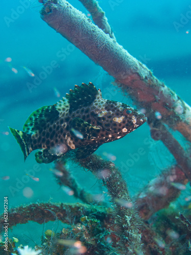 Epinephelus quoyanus swimming among seaweed on bottom