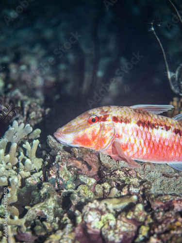 Crowned squirrel fish lying on rocks of tropical reef