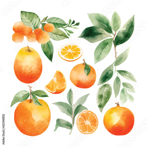 Hand drawn natural fresh watercolor oranges clipart