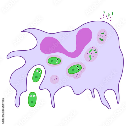 Phagocytosis is a cellular process for ingesting and eliminating particles, including microorganisms, foreign substances, and apoptotic cells.