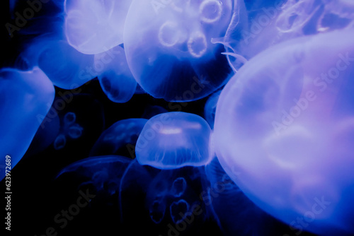 Other-worldly, luminous jellyfish float in the blackness of the deep ocean. photo