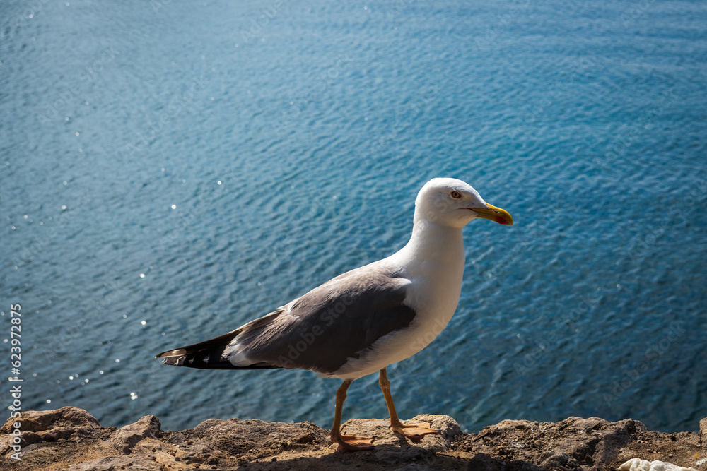 Profile of Great black backed gull, larus marinus walk on stone wall with sea on background. Wild animal background, Croatia Profile of Great black backed gull, larus marinus walk on stone wall with sea on background. Wild animal background, Croatia