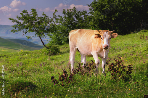 white cow eats grass on a green field. Dairy cow in the field eats grass on a summer day