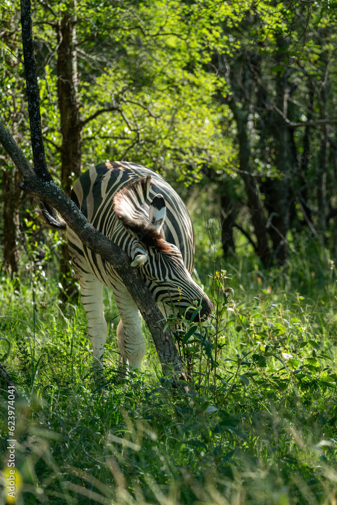 Chapman's zebra (Equus quagga chapmani), named after its describer James Chapman, is a subspecies of the plains zebra, hiding here in bush in South Africa near Kruger National Park.. Chapman's zebra (Equus quagga chapmani), named after its describer James Chapman, is a subspecies of the plains zebra, hiding here in bush in South Africa near Kruger National Park..
