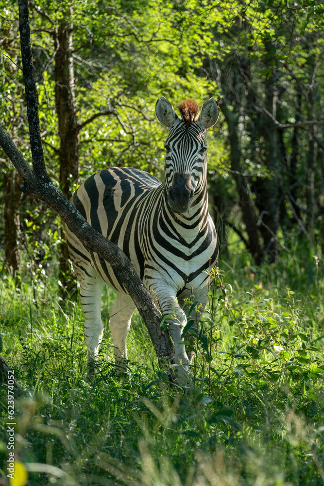 Chapman's zebra (Equus quagga chapmani), named after its describer James Chapman, is a subspecies of the plains zebra, hiding here in bush in South Africa near Kruger National Park.. Chapman's zebra (Equus quagga chapmani), named after its describer James Chapman, is a subspecies of the plains zebra, hiding here in bush in South Africa near Kruger National Park..