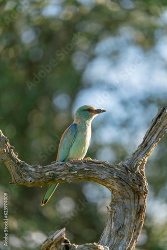 European Roller on branch of dead tree in South Africa near Kruger National Park