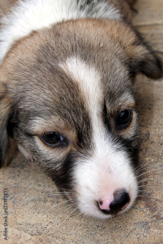 a dog puppy siting on a road