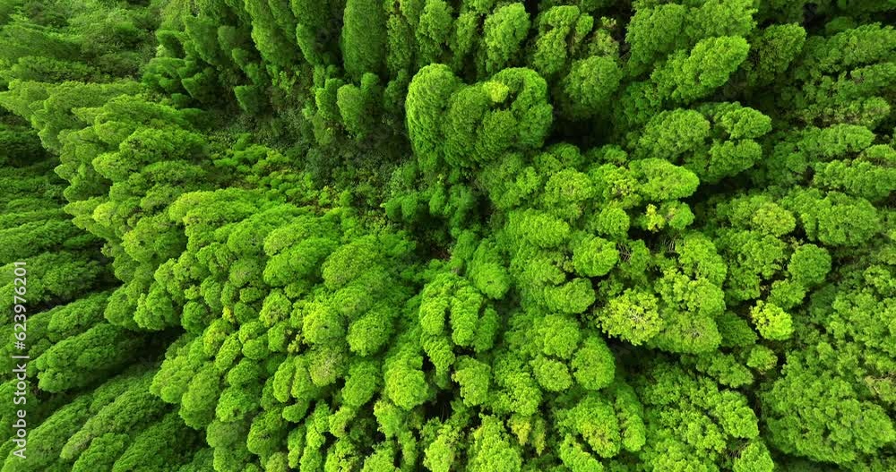 forest in Flores island Azores aerial view forest in Flores island Azores aerial view