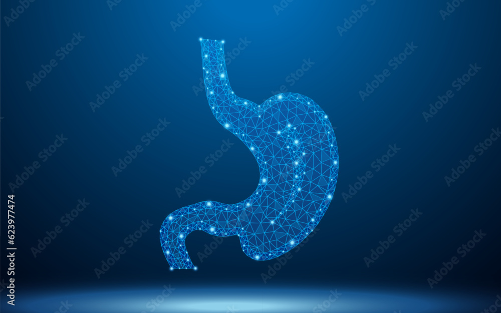 Fototapeta premium Human stomach digestive organ low poly wireframe with abstract mesh line and dot point. Polygonal wireframe and low poly vector illustration.