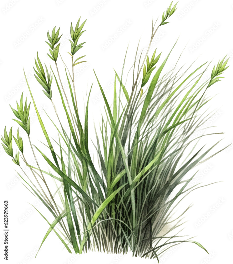 Naklejka premium green grass watercolor clipart isolated on white background