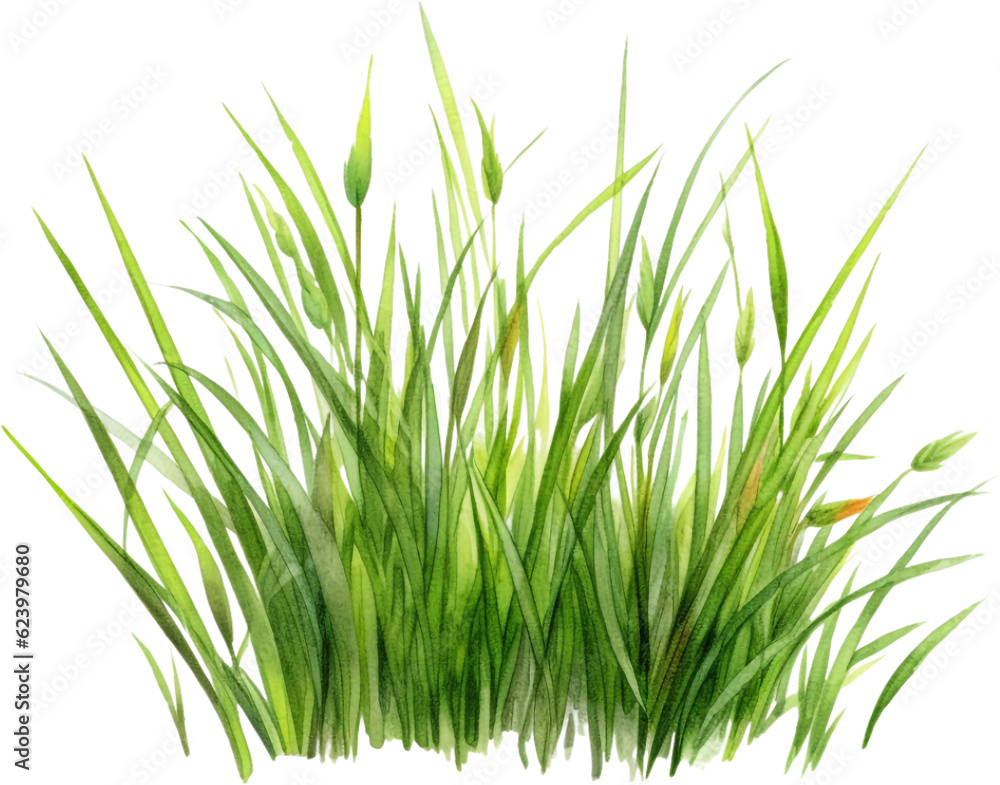 Obraz premium green grass watercolor clipart isolated on white background