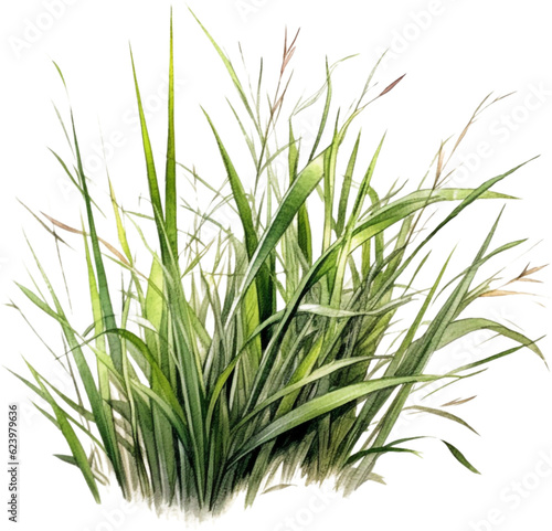 green grass watercolor clipart isolated on white background