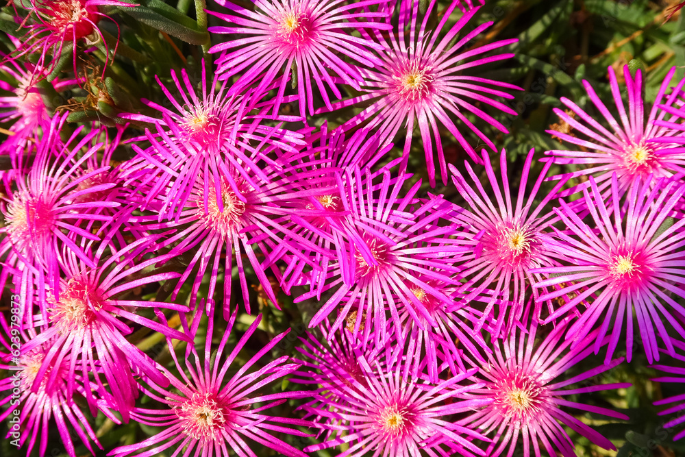 Lampranthus spectabilis flowering flower plant herb nature natural detail close up Lampranthus spectabilis flowering flower plant herb nature natural detail close up