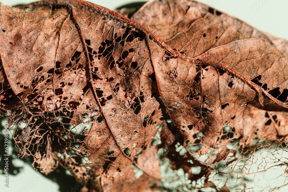 Decaying leaf close up as nature environment background. Veins skeleton of old dead leaves, biological decay, ecology concept. Shallow depth of field macro photography, sunlight and shadow Decaying leaf close up as nature environment background. Veins skeleton of old dead leaves, biological decay, ecology concept. Shallow depth of field macro photography, sunlight and shadow