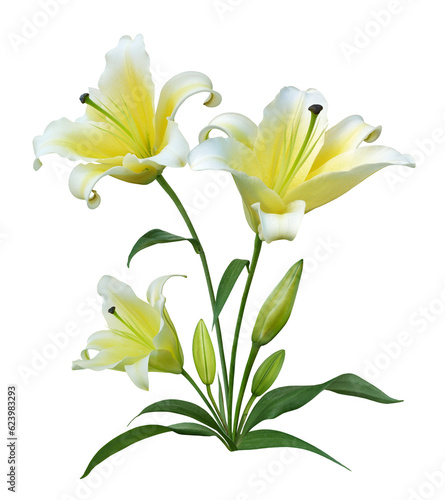 Yellow Lily flower bouquet isolated on transparent background