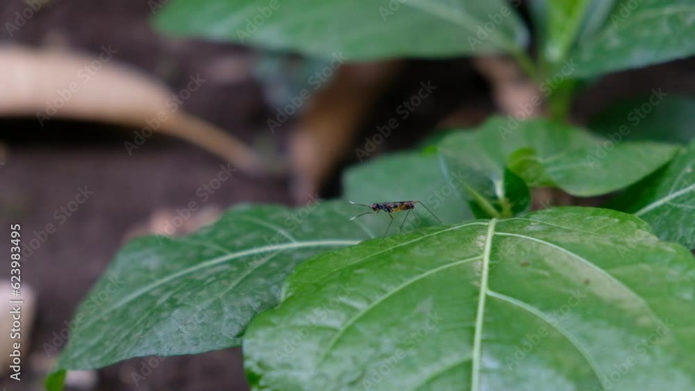 the insect on the leave, looking for meal the insect on the leave, looking for meal