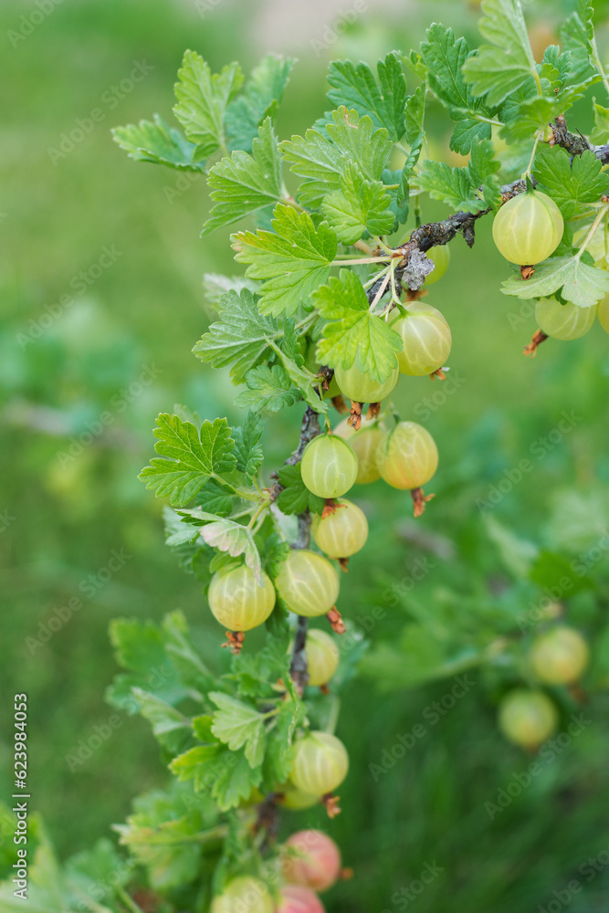 Gooseberry branch with juicy fruits on a branch close-up vertical arrangement, the background is blurred