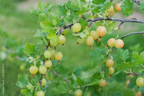 Gooseberry branch with juicy fruits on the branch horizontal arrangement, the background is blurred