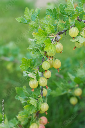 Gooseberry branch with juicy fruits on a branch close-up vertical arrangement, the background is blurred