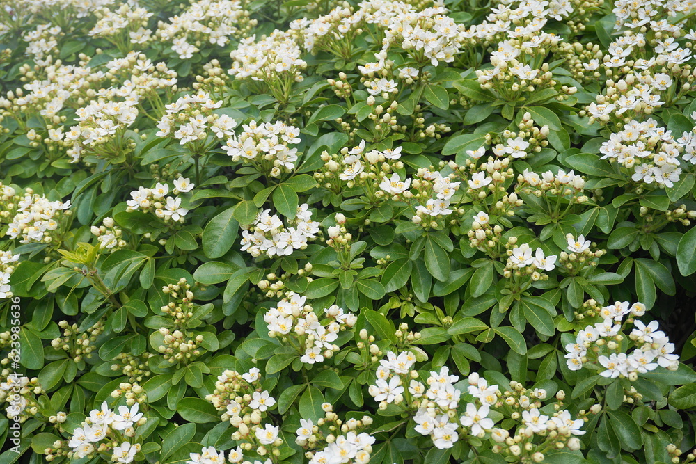 Choisya shrub with delicate small white flowers on green foliage background. Mexican Mock Orange evergreen shrub. Choisya shrub with delicate small white flowers on green foliage background. Mexican Mock Orange evergreen shrub.