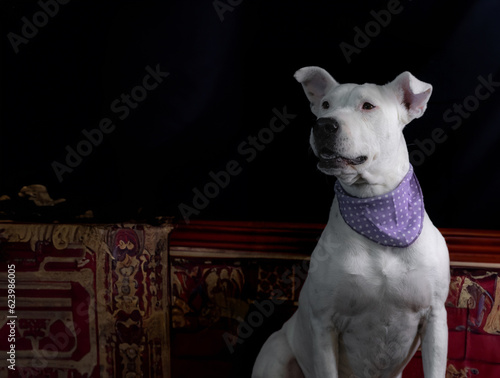 perro blanco en sillón clásico 