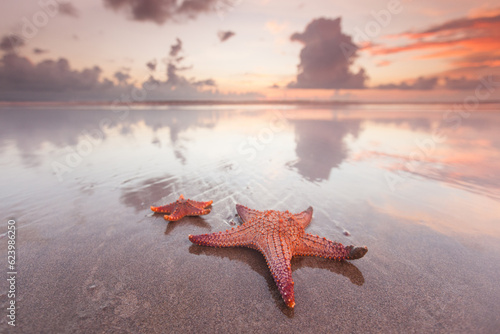 Two starfish on beach