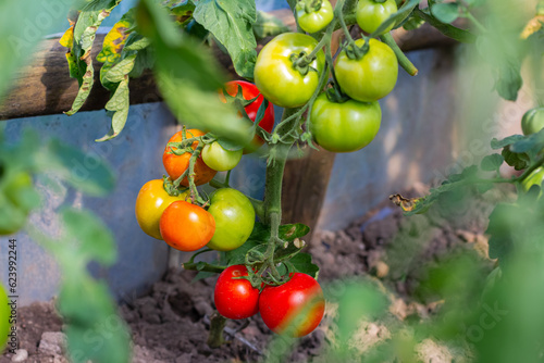 Ripe natural tomatoes growing on a branch in a greenhouse