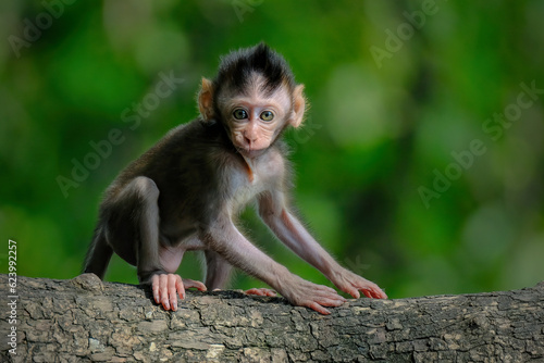 Papier peint baby long tail macaque sitting on a tree
