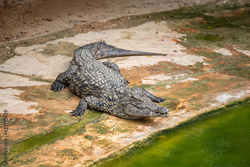 Crocodile in close-up in the water. Crocodile farm. Tourist attractions on in Africa. A powerful predator with big teeth. © PhotoRK