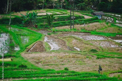 beautiful rice terrace in jatiluwih tabanan bali