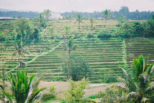 beautiful rice terrace in jatiluwih tabanan bali
