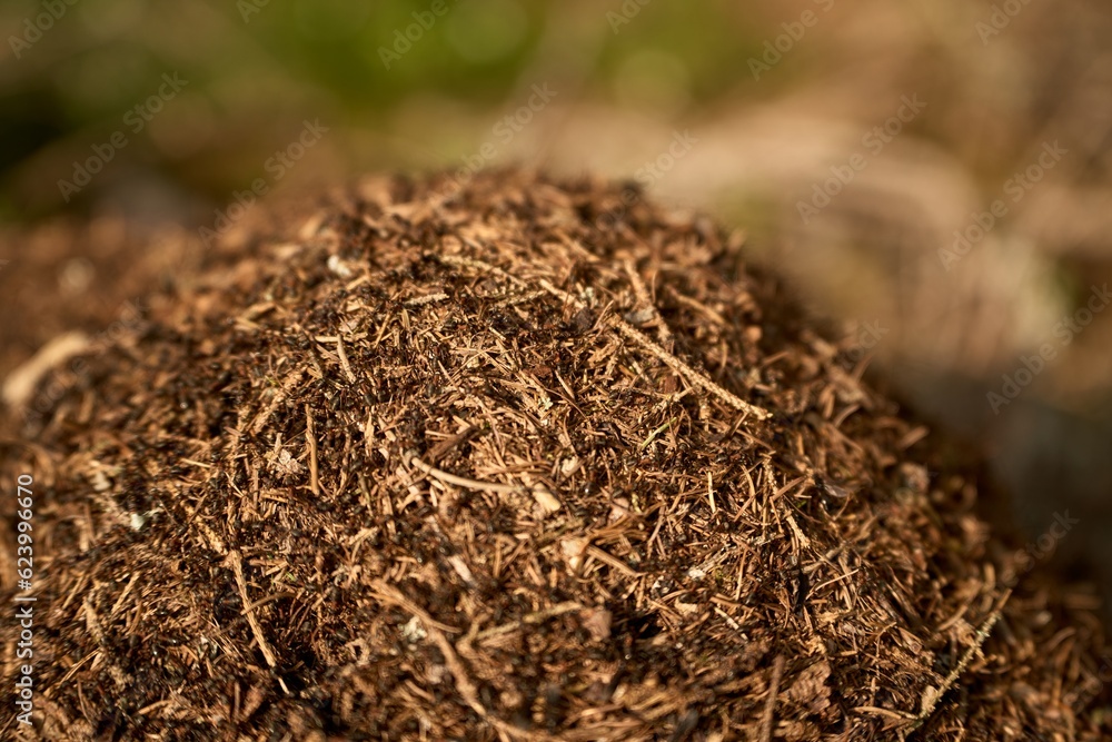 Ants nest in the forest. A big anthill in the forest. A home for ants in a natural environment. Ants nest in the forest. A big anthill in the forest. A home for ants in a natural environment.