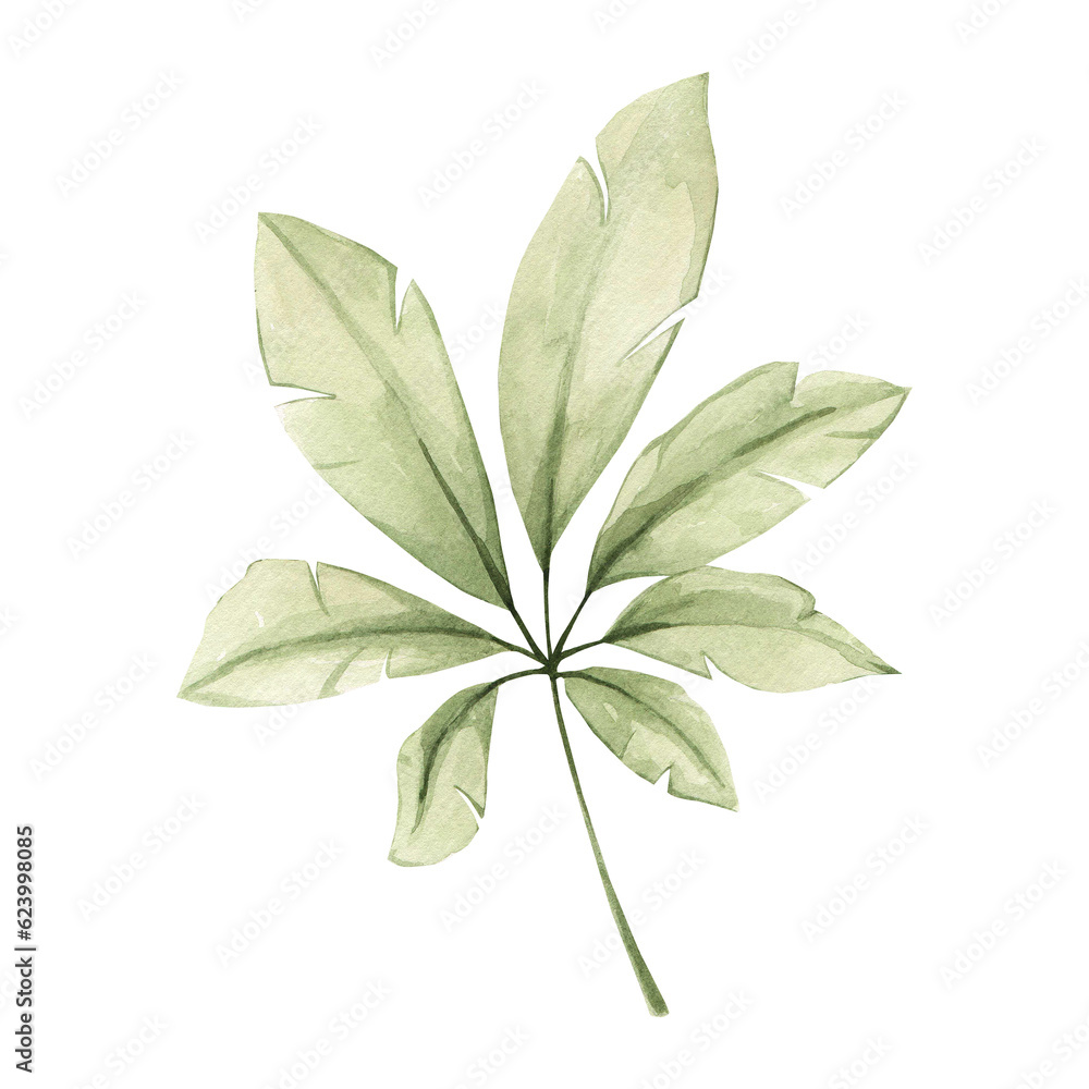Watercolor tropical leaf isolated on white background. Tropical plant palm leaves Watercolor tropical leaf isolated on white background. Tropical plant palm leaves
