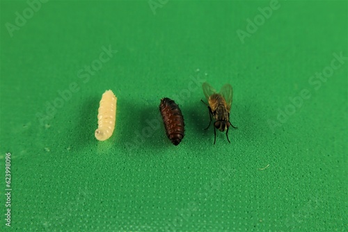 Fotografie Housefly life cycle: Larva, pupa and, adult housefly isolated on a green background